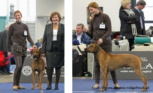 adongo_wels_hundeausstellung_wels_2011