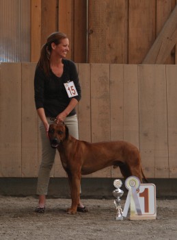 walchsee_adongo_bester_ruede_aus_AT_zucht