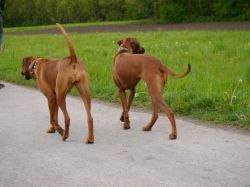 makakadi_nachwuchstreffen_feldkirch_2015_P1030717