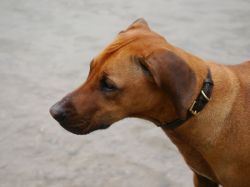 makakadi_nachwuchstreffen_feldkirch_2015_P1030745