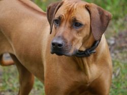 makakadi_nachwuchstreffen_feldkirch_2015_P1030754