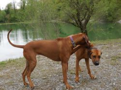 makakadi_nachwuchstreffen_feldkirch_2015_P1030775