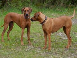 makakadi_nachwuchstreffen_feldkirch_2015_P1030801