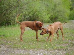 makakadi_nachwuchstreffen_feldkirch_2015_P1030808