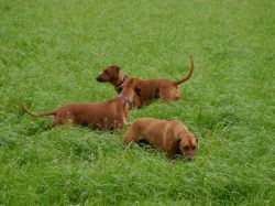 makakadi_nachwuchstreffen_feldkirch_2015_P1030834