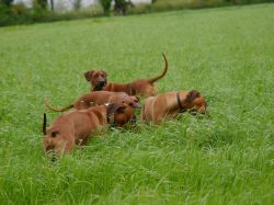 makakadi_nachwuchstreffen_feldkirch_2015_P1030835