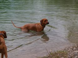 makakadi_nachwuchstreffen_feldkirch_2015_P5029227