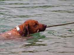 makakadi_nachwuchstreffen_feldkirch_2015_P5029266