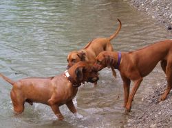 makakadi_nachwuchstreffen_feldkirch_2015_P5029267