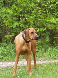 makakadi_nachwuchstreffen_feldkirch_2015_P5029275