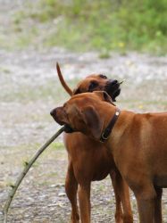 makakadi_nachwuchstreffen_feldkirch_2015_P5029291