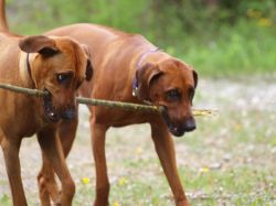 makakadi_nachwuchstreffen_feldkirch_2015_P5029293