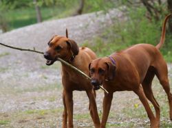 makakadi_nachwuchstreffen_feldkirch_2015_P5029294