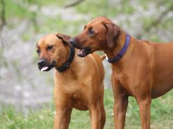 makakadi_nachwuchstreffen_feldkirch_2015_P5029391