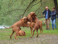 makakadi_nachwuchstreffen_feldkirch_2015_P5029423
