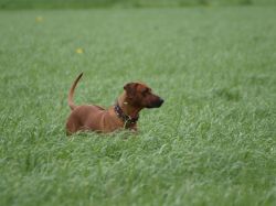 makakadi_nachwuchstreffen_feldkirch_2015_P5029452