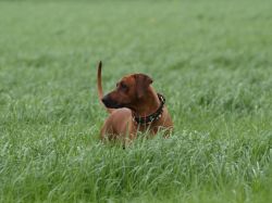 makakadi_nachwuchstreffen_feldkirch_2015_P5029474