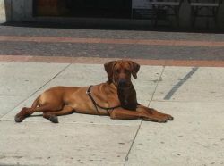 almasi_macuma_eingang