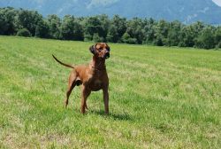 20100627_Lisimba_Adongo_0037