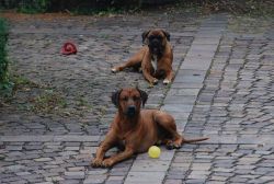 20100704_Lisimba_Adongo_0006