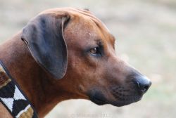 20101106_Lisimba_Adongo_0021