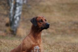 20101106_Lisimba_Adongo_0075