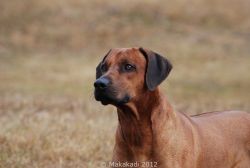 20101106_Lisimba_Adongo_0086