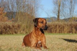 20101114_Lisimba_Adongo_2179