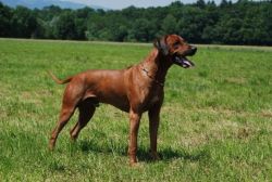 20110415_shakawe_lisimba_adongo_makakadi__achammer_1