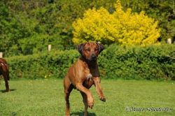 20110415_shakawe_lisimba_adongo_makakadi__achammer_10