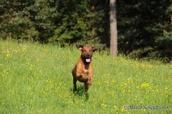 20110415_shakawe_lisimba_adongo_makakadi__achammer_12