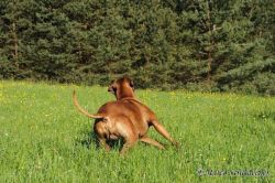 20110415_shakawe_lisimba_adongo_makakadi__achammer_13