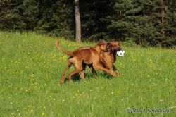 20110415_shakawe_lisimba_adongo_makakadi__achammer_22