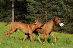 20110415_shakawe_lisimba_adongo_makakadi__achammer_24