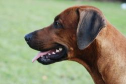 20110415_shakawe_lisimba_adongo_makakadi__achammer_25