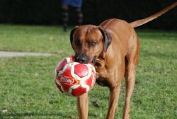 20110415_shakawe_lisimba_adongo_makakadi__achammer_26