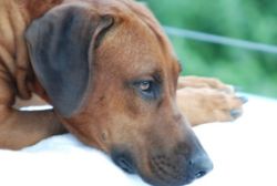 20110415_shakawe_lisimba_adongo_makakadi__achammer_28