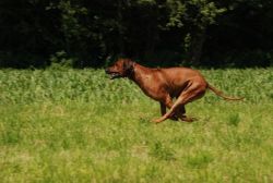 20110415_shakawe_lisimba_adongo_makakadi__achammer_29