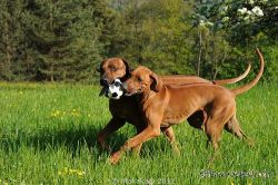 20110417_Lisimba_Adongo_0315