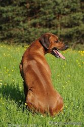 20110417_Lisimba_Adongo_0355