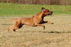 20111105_shakawe_lisimba_adongo_makakadi__achammer_5