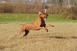 20111105_shakawe_lisimba_adongo_makakadi__achammer_6