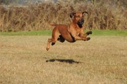 20111105_shakawe_lisimba_adongo_makakadi__achammer_8