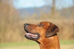 20111105_shakawe_lisimba_adongo_makakadi__achammer_9