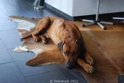 20111112_Lisimba_Adongo_0031