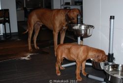 20110105_Makakadi__0235