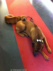 20110226_Makakadi_galerie