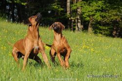 20110417_Makakadi_C2011-04-17-0437