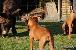 20110417_Makakadi_C2011-04-17-0481