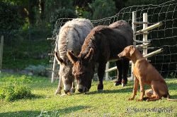 20110417_Makakadi_C2011-04-17-0485